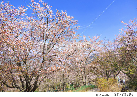 桜満開に咲く立雲峡から望む竹田城跡 桜満開に咲く立雲峡から望む竹田城跡 88788596