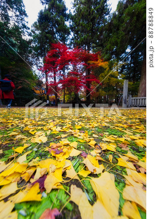 今高野山,龍華寺の紅葉(広島県世羅郡世羅町) 88788849