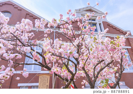 八重桜満開の造幣局通り抜け 八重桜満開の造幣局通り抜け 88788891