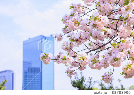 八重桜満開の造幣局通り抜け 88788900