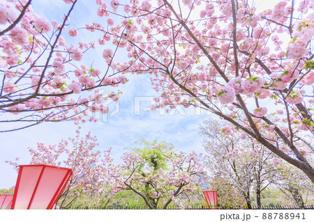 八重桜満開の造幣局通り抜け 88788941