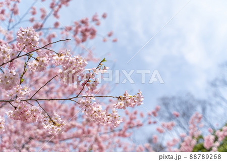 青空と桜 青空と桜 88789268