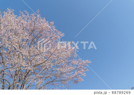 青空と桜 青空と桜 88789269