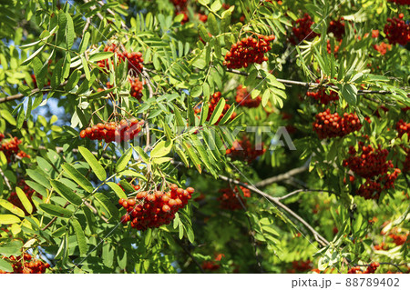 Berries of rowanberry on tree in garden Berries of rowanberry on tree in garden 88789402