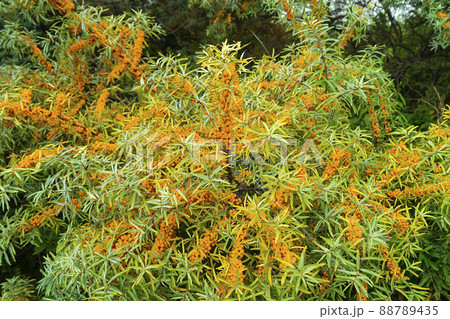 Hippophae on branch with green sheet in garden 88789435