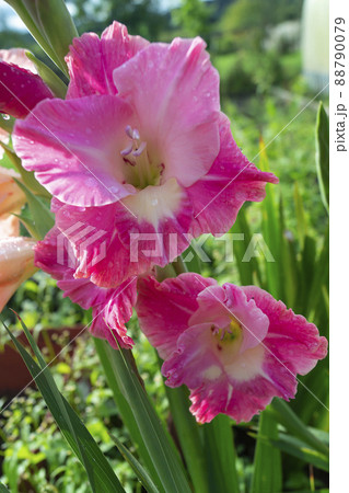 Rose flower of the Gladiolus on green background 88790079