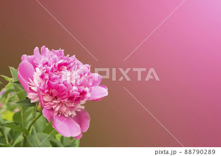 Red peony on bright background 88790289