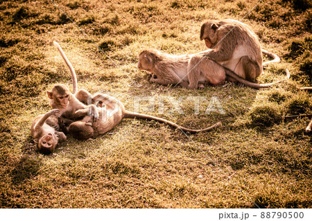Small monkeys adorable cute animals playing on the grass together Small monkeys adorable cute animals playing on the grass together 88790500