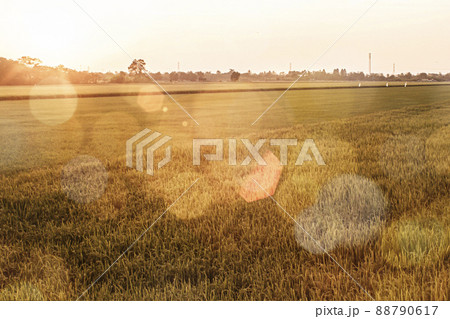 Abstract Bokeh Background Of golden Rice in Paddy Field Abstract Bokeh Background Of golden Rice in Paddy Field 88790617