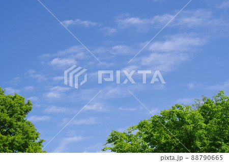 爽やかな風景【新緑と青空】 爽やかな風景【新緑と青空】 88790665