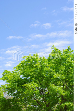 爽やかな風景【新緑と青空】 爽やかな風景【新緑と青空】 88790673
