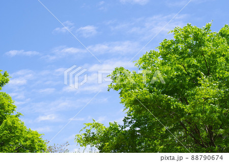 爽やかな風景【新緑と青空】 爽やかな風景【新緑と青空】 88790674