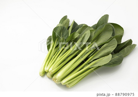 白バックの小松菜 88790975