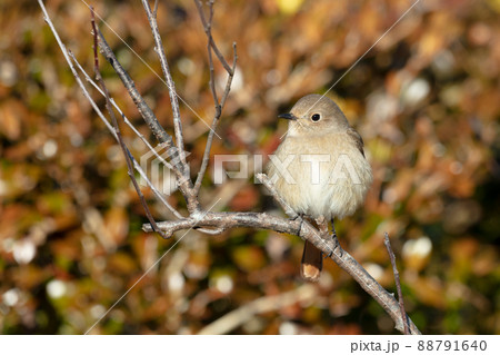 ジョウビタキ 88791640
