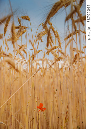 A single red flower among wheat stalks, a poppy seed flower, wheat grains in a blue sky 88792045