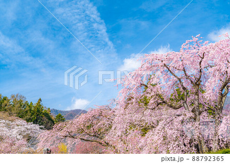 南信州・光前寺の枝垂桜【長野県】 南信州・光前寺の枝垂桜【長野県】 88792365