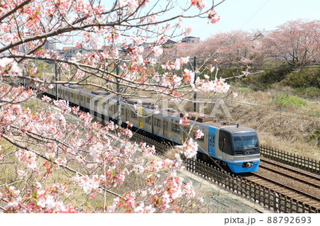 千葉県白井市付近北総線を通る住宅都市整備公団9100形電車C-Flyerシーフライヤーと満開のさくら 千葉県白井市付近北総線を通る住宅都市整備公団9100形電車C-Flyerシーフライヤーと満開のさくら 88792693