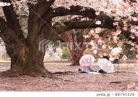雨の日に傘を差しながら楽しむ二人のお花見 88793326