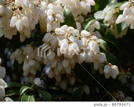 満開の馬酔木 2022年4月 満開の馬酔木 2022年4月 88793471