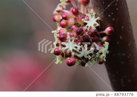 オオバベニガシワの花 オオバベニガシワの花 88793776