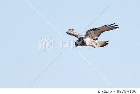 ホバリングするケアシノスリ ホバリングするケアシノスリ 88794106