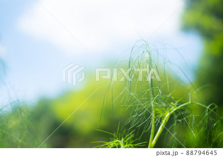 《神戸市》山間部に位置する植物園 布引ハーブ園/ 88794645