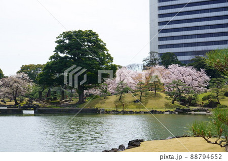 桜のある場所 88794652