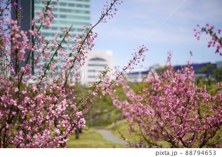 桜のある場所 桜のある場所 88794653