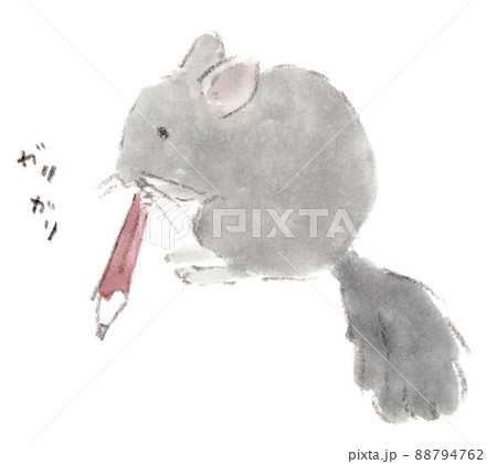 鉛筆を噛るチンチラ（エキゾチックアニマル）の水彩画イラスト 88794762