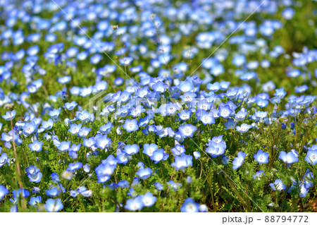 長井海の手公園ソレイユの丘春の花壇 長井海の手公園ソレイユの丘春の花壇 88794772