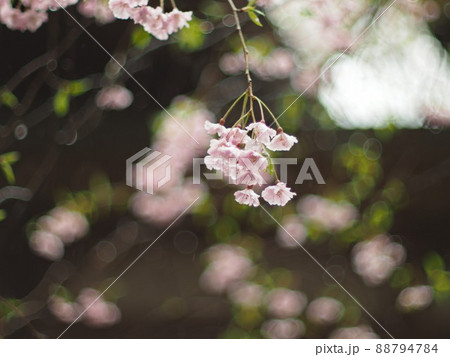 桜の季節 桜の季節 88794784
