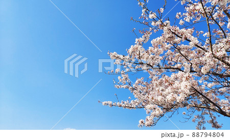 桜が満開だよ 88794804