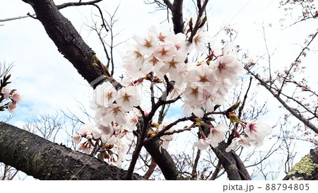 桜が満開だよ 桜が満開だよ 88794805