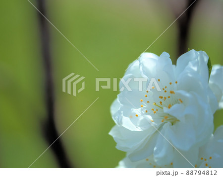 4月に咲いたモモ「寒白(カンパク)」 4月に咲いたモモ「寒白(カンパク)」 88794812