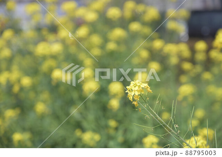 （フラワーツーリズム）菜の花畑 88795003