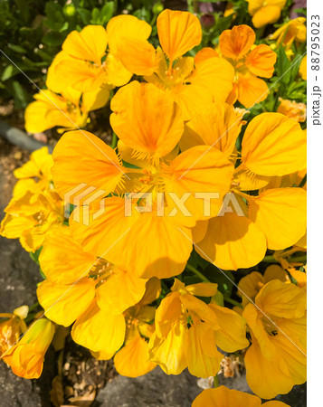 東京赤坂・東京ガーデンテラス紀尾井町に咲くキンレンカ 88795023