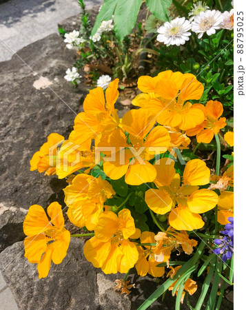 東京赤坂・東京ガーデンテラス紀尾井町に咲くキンレンカ 88795025