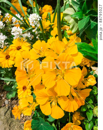 東京赤坂・東京ガーデンテラス紀尾井町に咲くキンレンカ 88795027