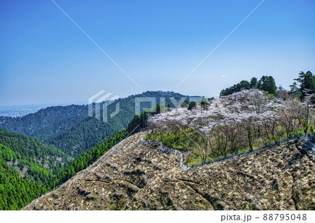 東京都 高尾山 一丁平の千本桜 東京都 高尾山 一丁平の千本桜 88795048
