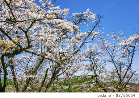 東京都　高尾山　一丁平の千本桜 88795054