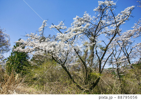 東京都　高尾山　一丁平の千本桜 88795056