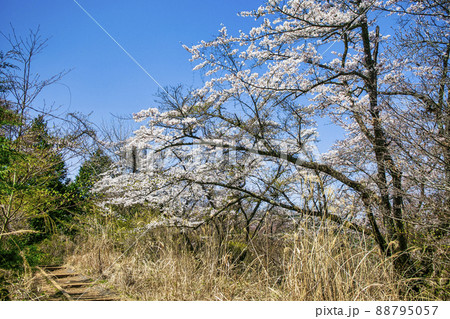 東京都 高尾山 一丁平の千本桜 東京都 高尾山 一丁平の千本桜 88795057