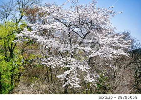 東京都 高尾山 一丁平の千本桜 東京都 高尾山 一丁平の千本桜 88795058