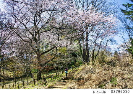 東京都　高尾山　一丁平の千本桜 88795059