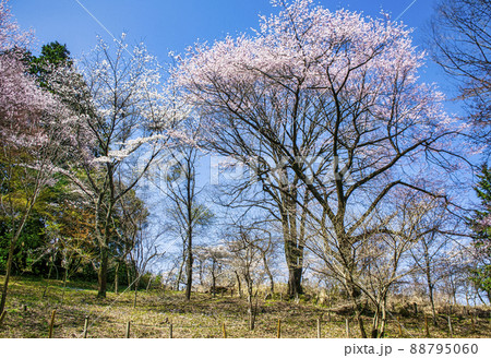 東京都 高尾山 一丁平の千本桜 東京都 高尾山 一丁平の千本桜 88795060