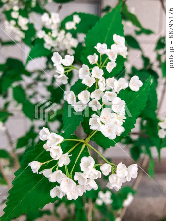 東京一ツ橋・都心のビル街に咲くオトコヨウゾメ 88795176