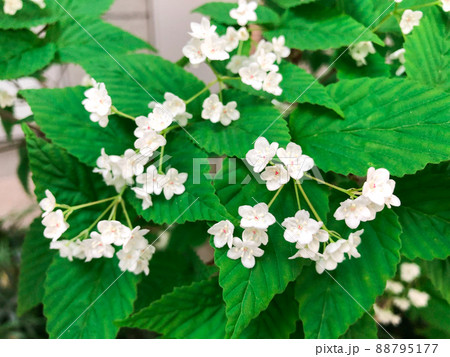東京一ツ橋・都心のビル街に咲くオトコヨウゾメ 東京一ツ橋・都心のビル街に咲くオトコヨウゾメ 88795177