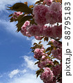 台風一過の青空と白い雲を背景に咲く八重桜 88795183