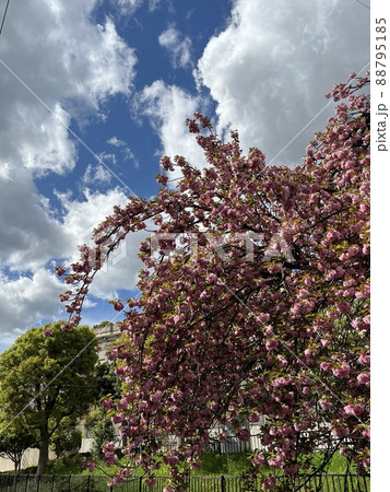 台風一過の青空と白い雲を背景に咲く八重桜 台風一過の青空と白い雲を背景に咲く八重桜 88795185