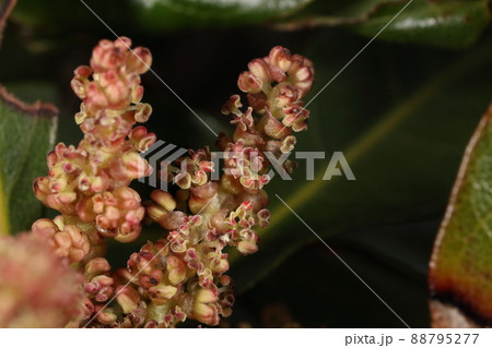 自然　植物　ヤマモモ、開花した雄花を近くで見ると。花被は無く雄しべだけが目立ちます 88795277